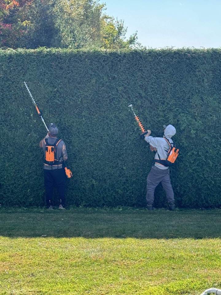 Taillage de haies Victoriaville